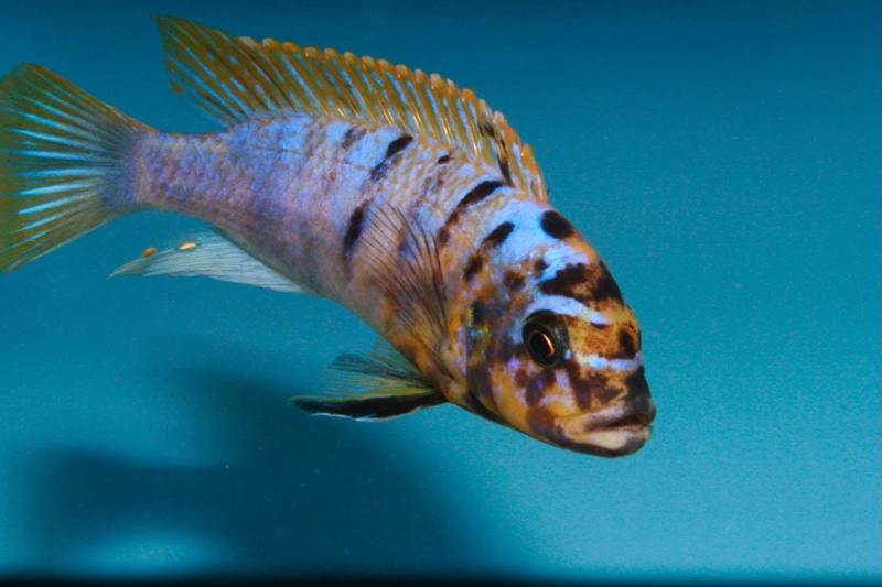 Maylandia fainzilberi 'Lundo Island'